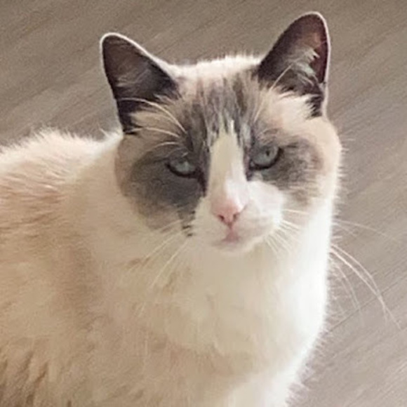 Meet your Posher, Ellie - Picture 1 of 1